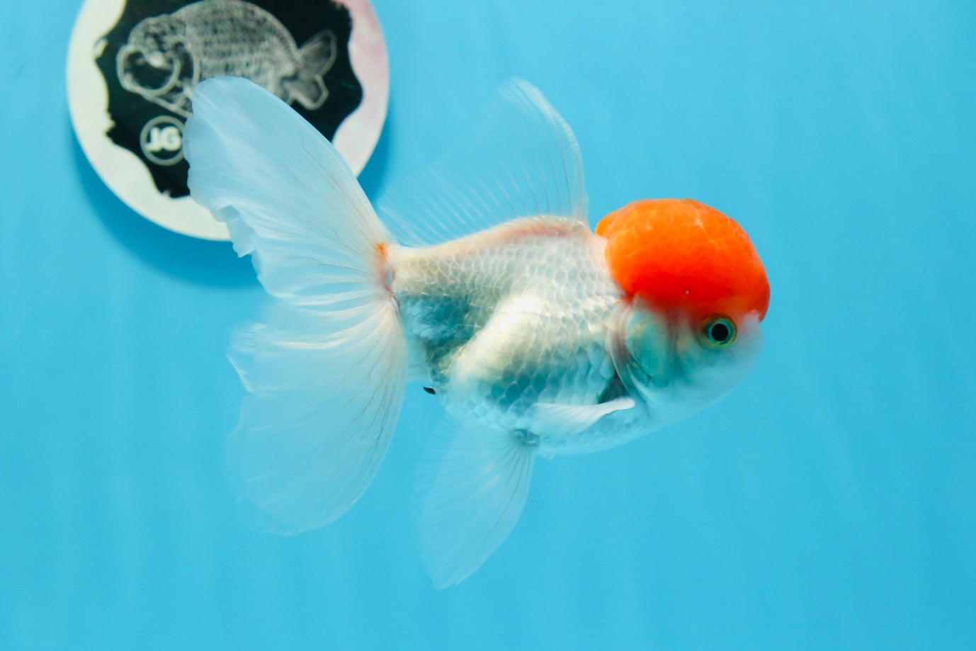 Red Cap Oranda Male 4.5 inches #0920OR_22