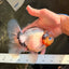 CHONKY AAA Grade Marble Button Eyes Oranda Male 6 inches #061926OR_27