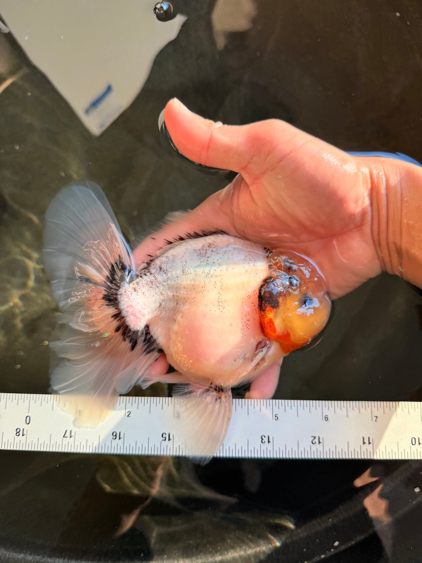 CHONKY AAA Grade Marble Button Eyes Oranda Male 6 inches #061926OR_27