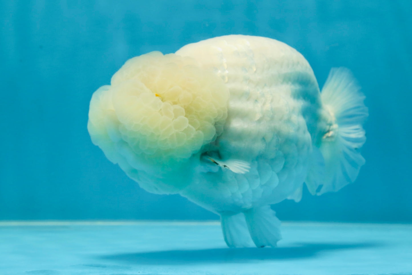 RARE A Grade Sakura Snow White LionQueen 5-5.5 inches #050225LC_13