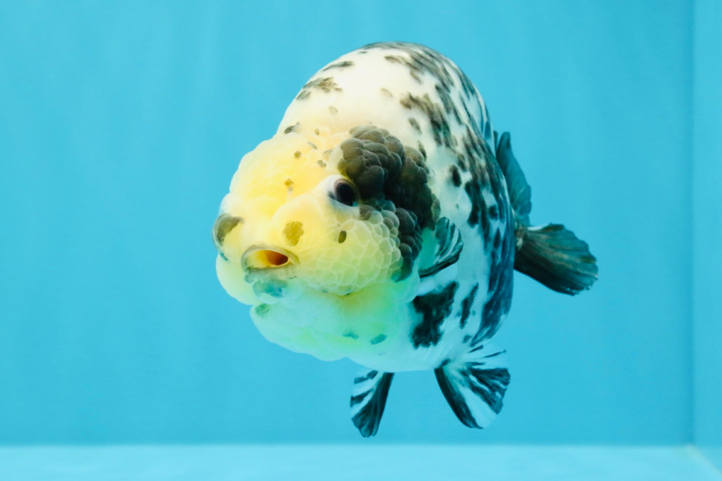 A Grade Cow Chinese Ranchu Female 5-5.5 inches #022726RC_20