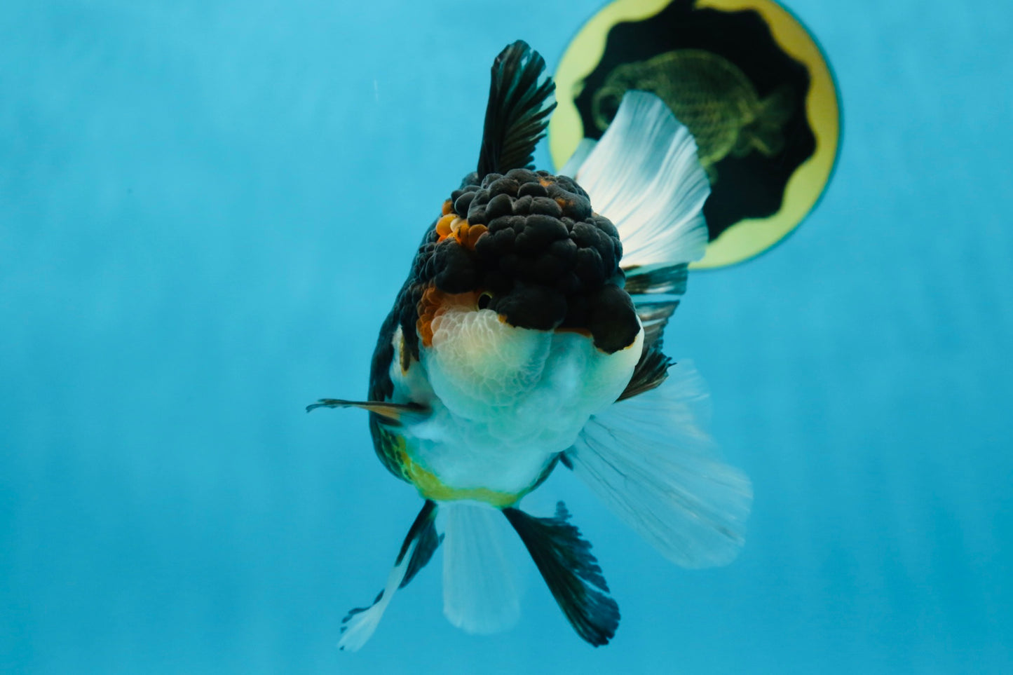 Chubby Cheek Tricolor Oranda Male 5.5 inches #053025OR_31