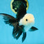 FLUFFY Panda Oranda Male 5-5.5 inches #091925OR_04