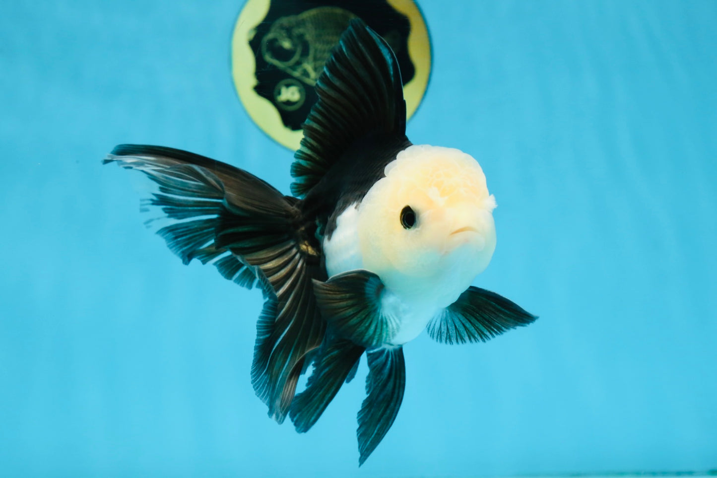 FLUFFY Panda Oranda Male 5-5.5 inches #091925OR_04