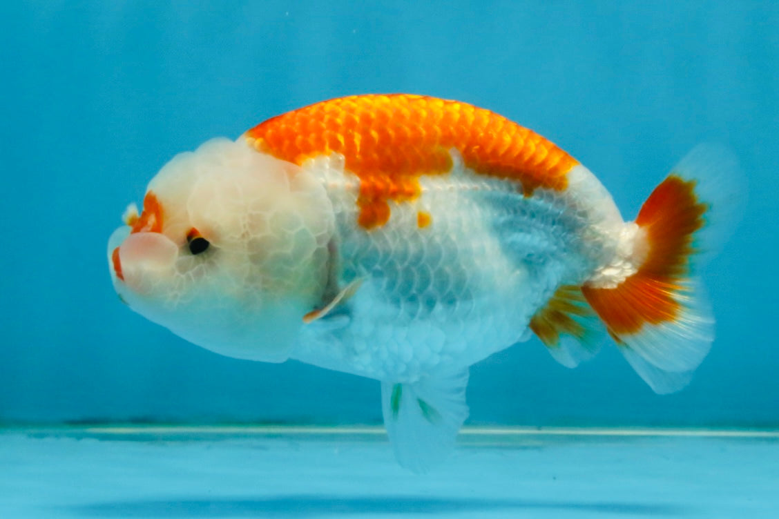 SANTA A Grade Red White LionQueen 4-4.5 inches #120525LC_12