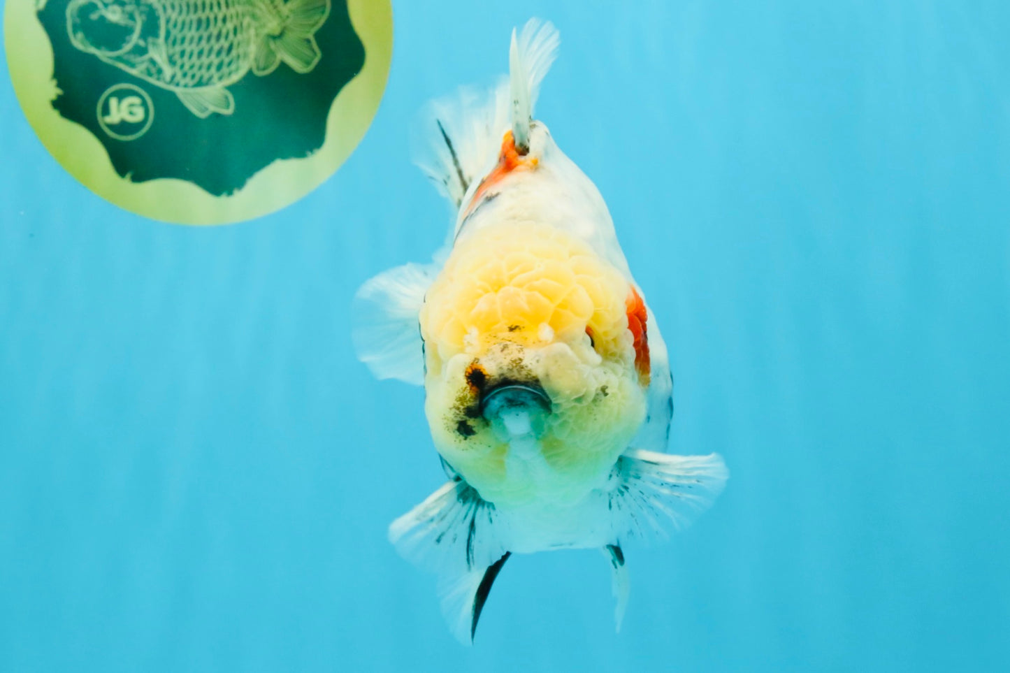 AAA Grade Marble Yuanbao Male 5.5-6 inches #041026YB_25