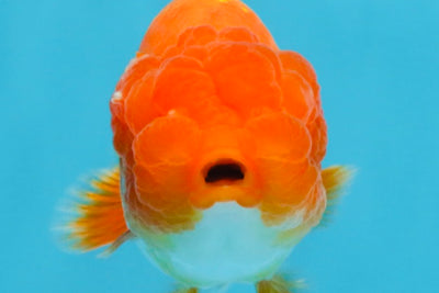 A Grade Red White LionQueen 4 inches #112125LC_14