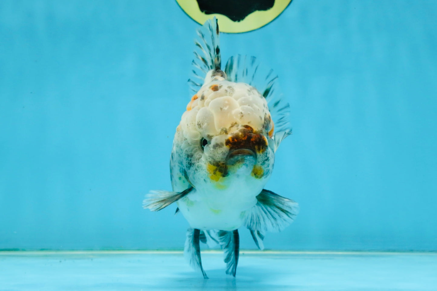 CHONKY AAA Grade Calico Kirin Oranda Male 5-5.5 inches #121225OR_03