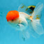 A Grade Red Cap Oranda Male 5.5 inches #062725OR_21