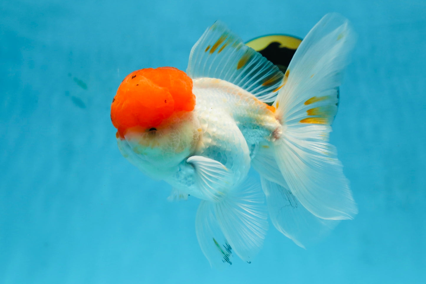 A Grade Red Cap Oranda Male 5.5 inches #062725OR_21