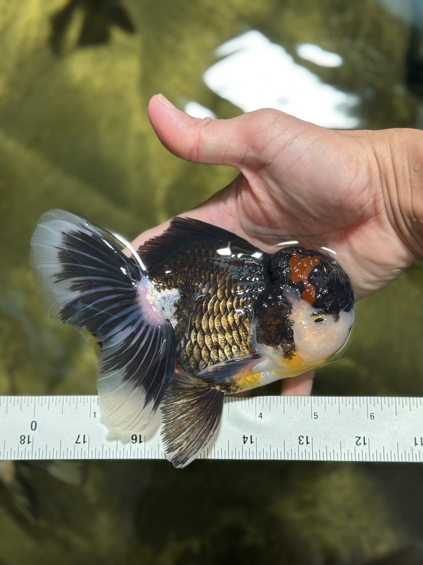 A Grade Tricolor Oranda Male 5.5 inches #120624OR_06