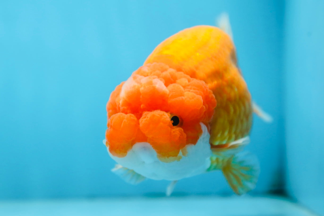 CHUBBY Red White Lionchu Female 5 inches #091225LC_04