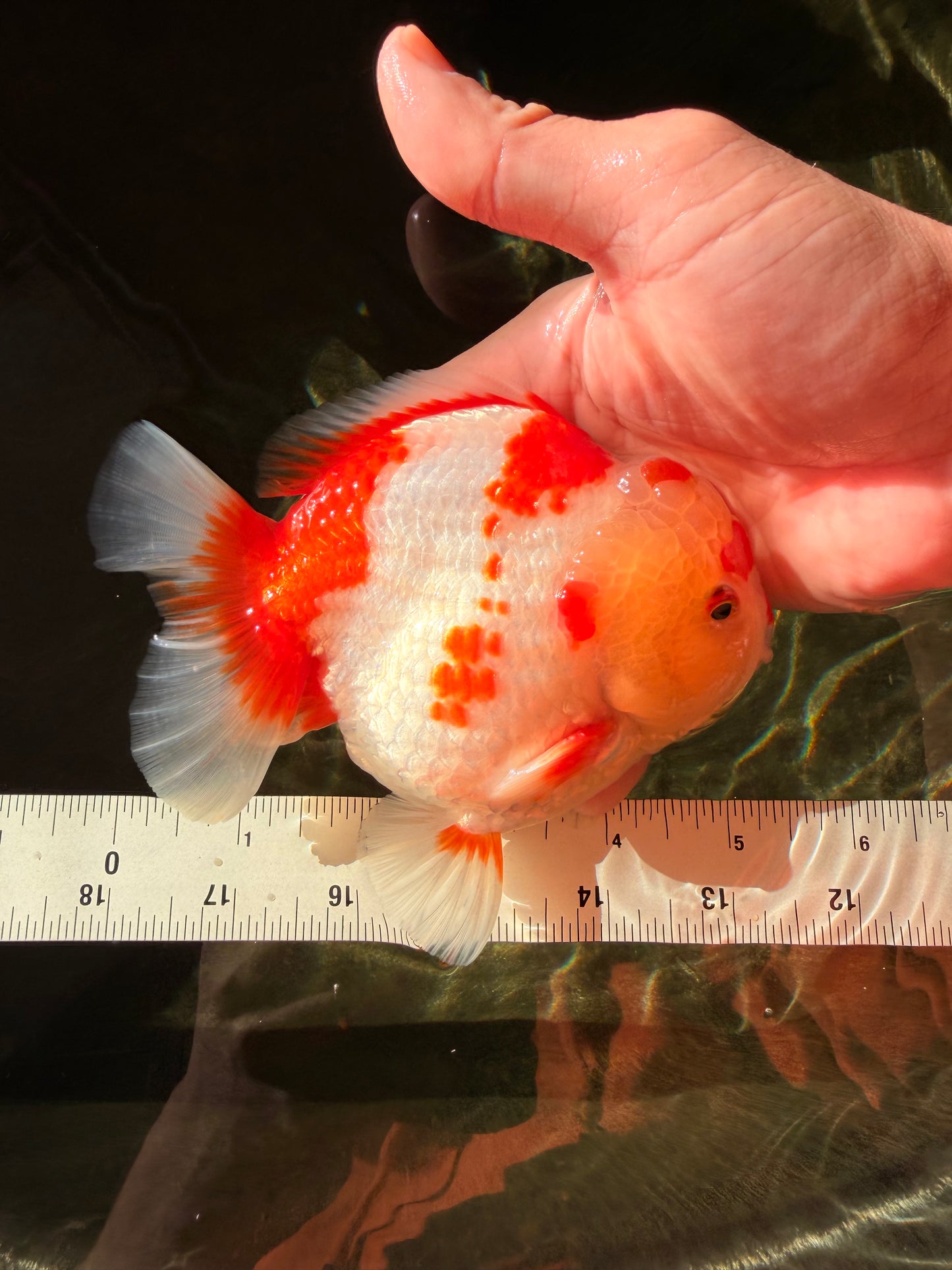 SUPER Cutie AAA Grade Red White Yuanbao Male 5 inches #032726YB_01