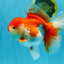 JUMBO AAA Grade Red White Oranda Female 7 inches #040326OR_22