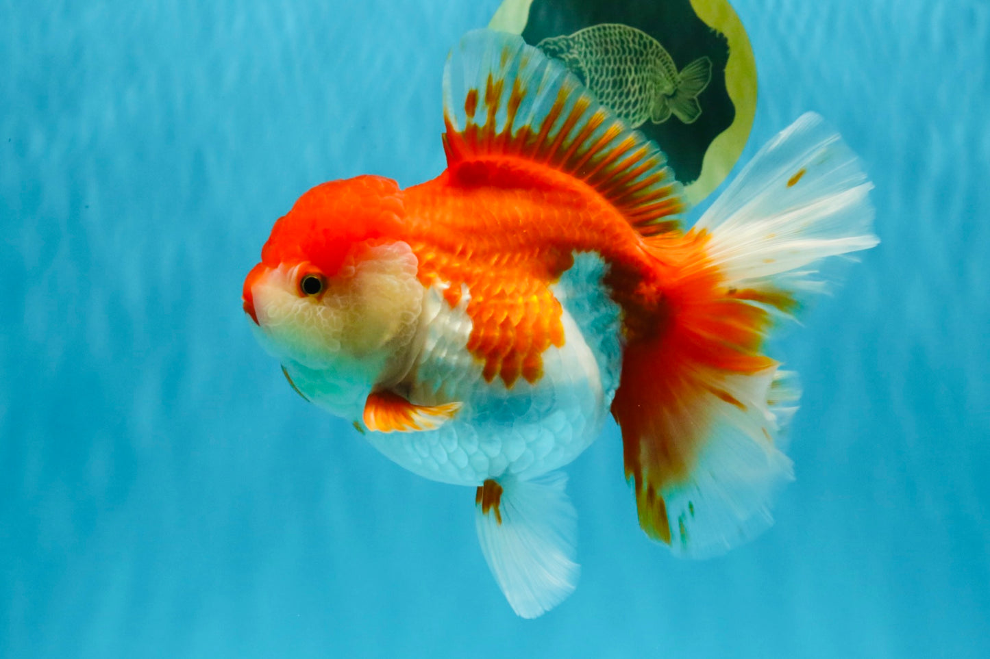 JUMBO AAA Grade Red White Oranda Female 7 inches #040326OR_22