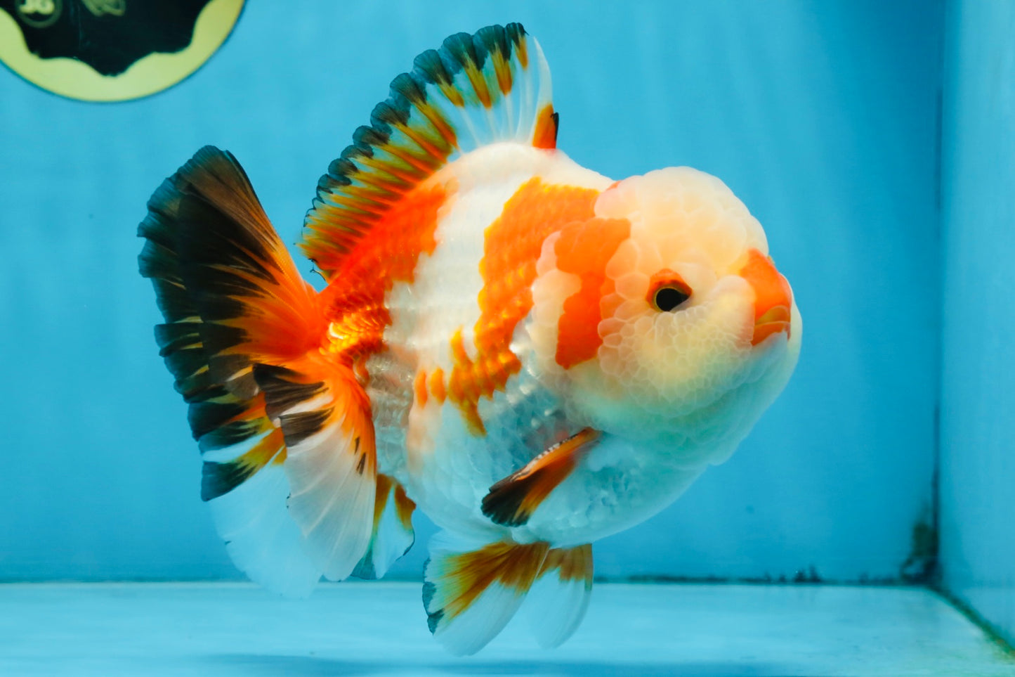 AAA Grade CHONKY Tricolor Yuanbao Male 5.5 inches #091925YB_16