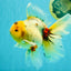 A Grade Marble Oranda Male 6.5 inches #080726OR_21