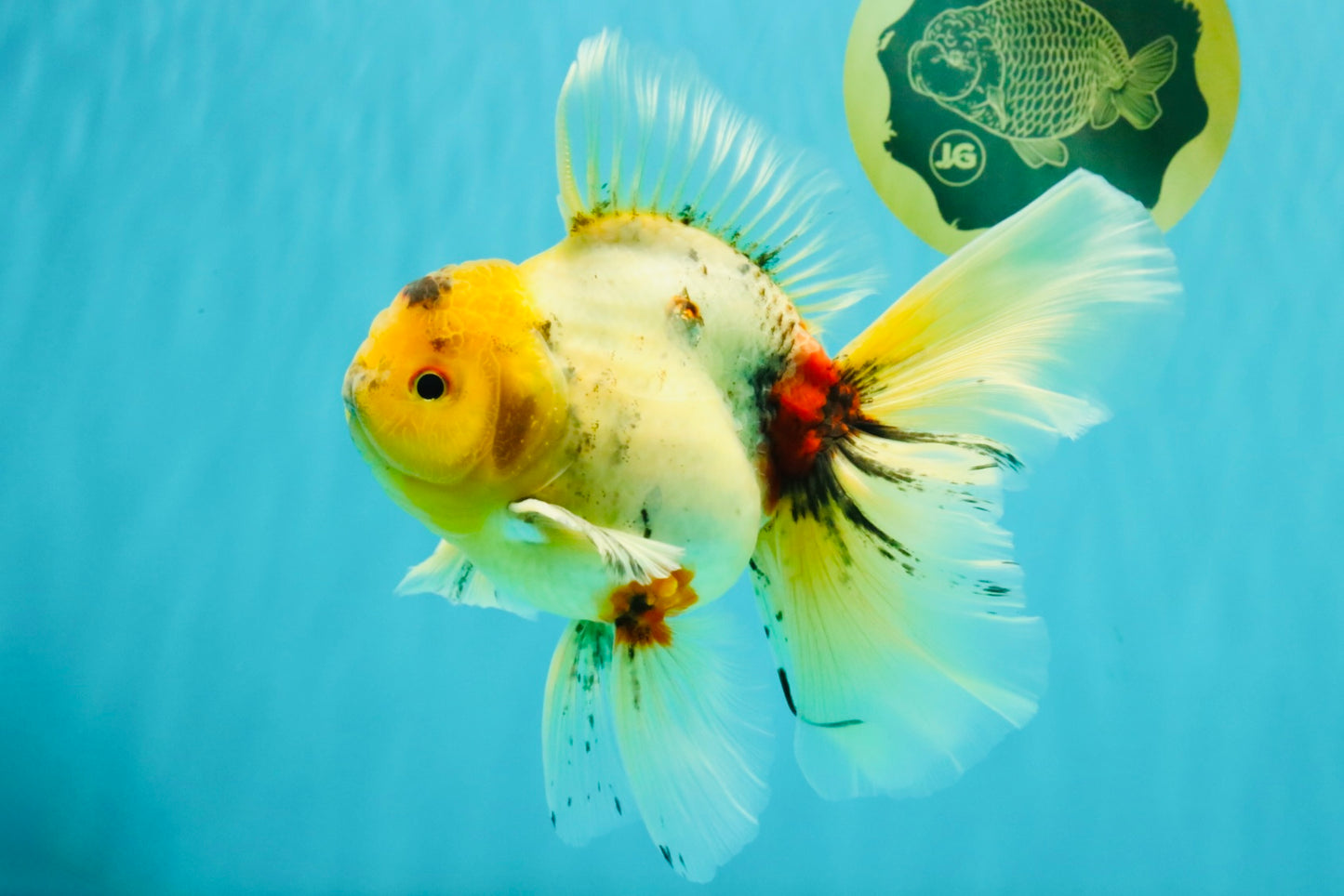 A Grade Marble Oranda Male 6.5 inches #080726OR_21