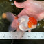 AAA Grade Red Cap Oranda Male 5 inches #050925OR_42