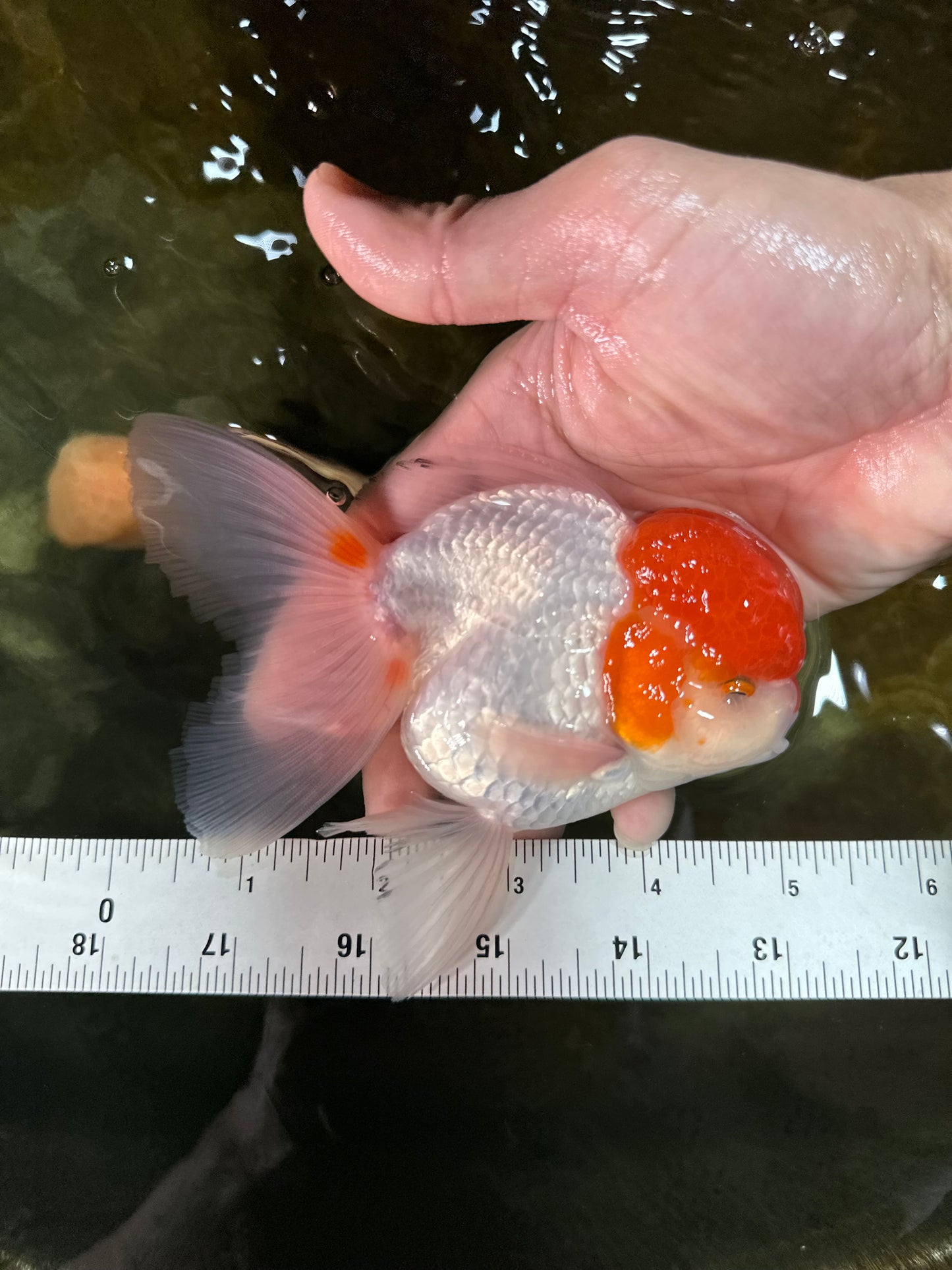 AAA Grade Red Cap Oranda Male 5 inches #050925OR_42