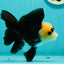 A Grade UNIQUE Lemonhead Panda Button Eyes Oranda Male 4.5-5 inches #1018OR_23