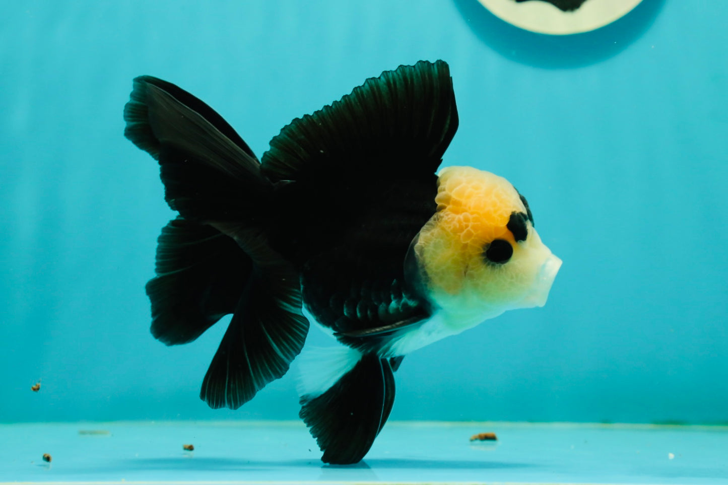 A Grade UNIQUE Lemonhead Panda Button Eyes Oranda Male 4.5-5 inches #1018OR_23