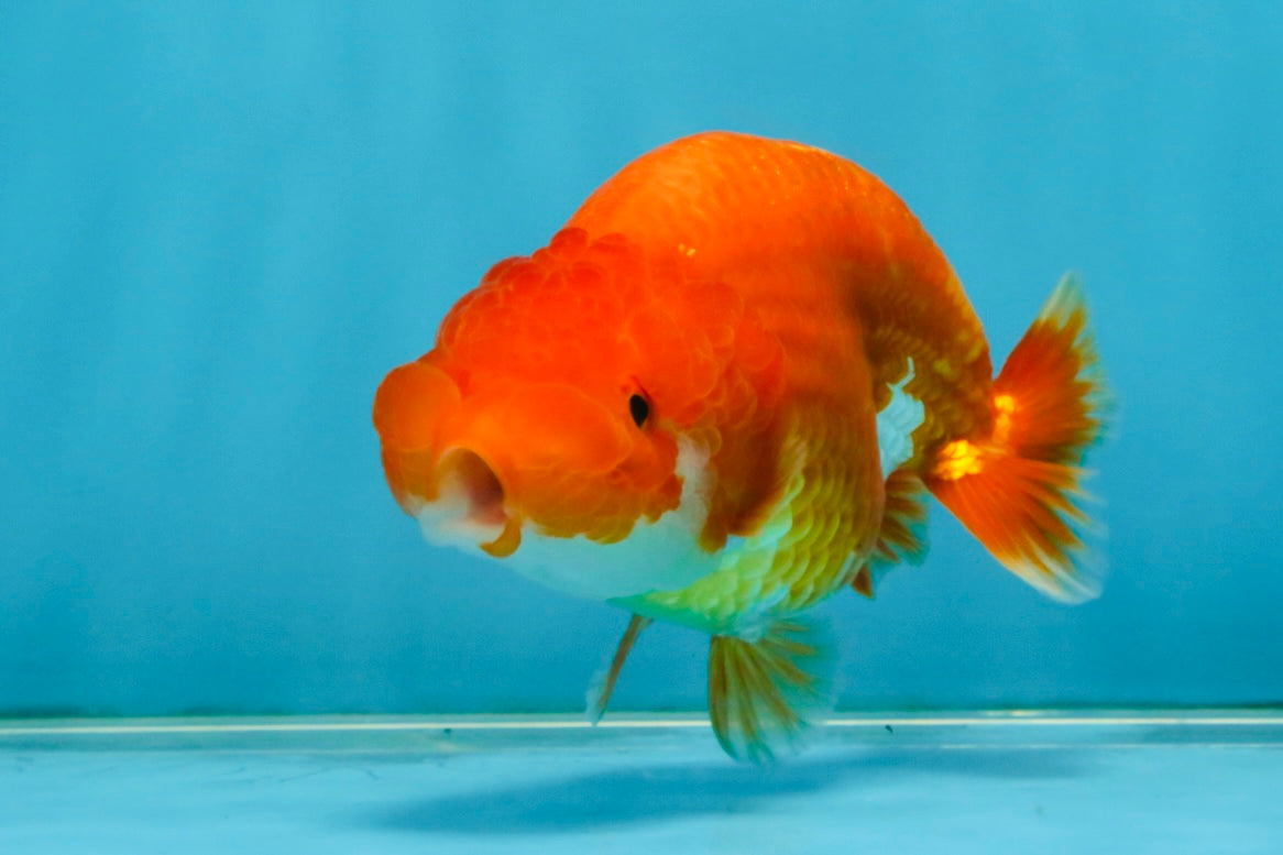 SUPER TOMATO A Grade Red White LionQueen 4.5 inches #120525LC_10