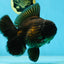 AAA Grade Young Godzilla Black Oranda Male 5.5 inches #050925OR_53