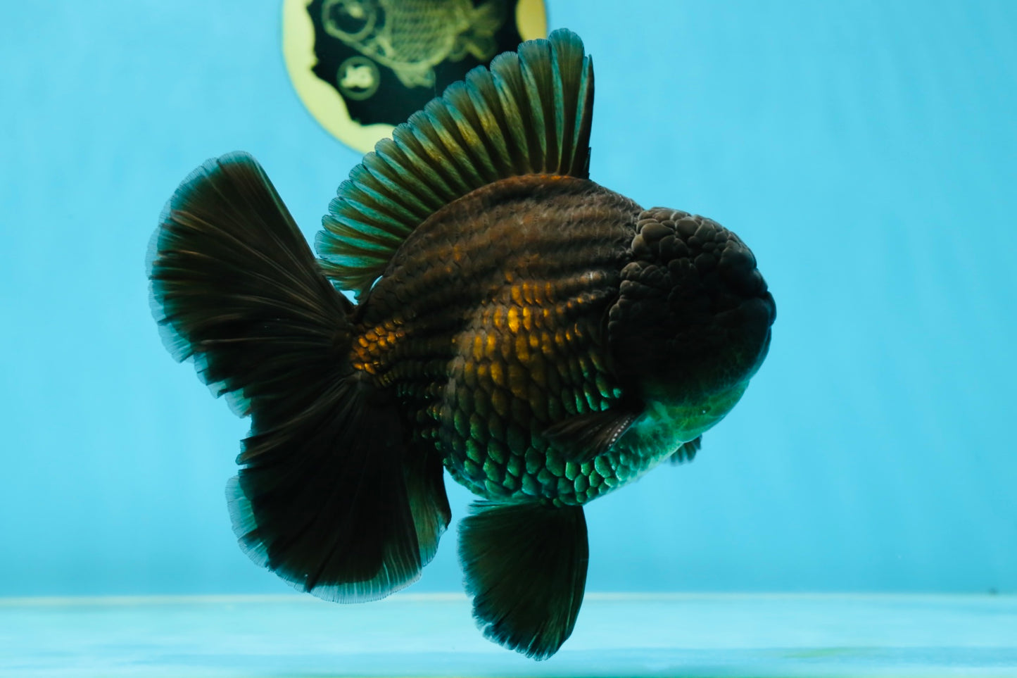 AAA Grade Young Godzilla Black Oranda Male 5.5 inches #050925OR_53