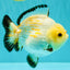 AAA Grade White Button Eyes Yuanbao Female 5.5 inches #062626YB_13