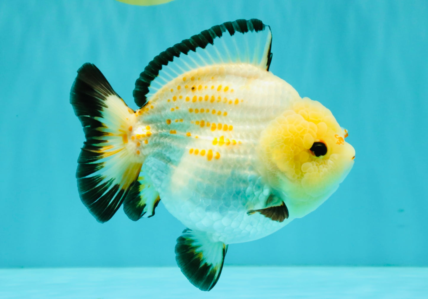 AAA Grade White Button Eyes Yuanbao Female 5.5 inches #062626YB_13