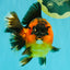 CHUBBY AAA Grade Apache Oranda Female 6-6.5 inches #082126OR_11
