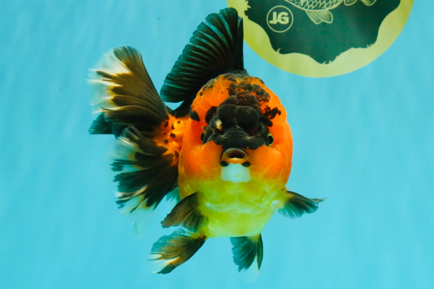 CHUBBY AAA Grade Apache Oranda Female 6-6.5 inches #082126OR_11