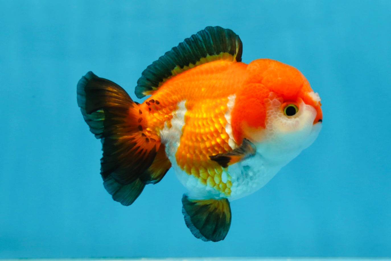 SUPER CUTE Tricolor Yuanbao Male 4.5 inches #071125YB_18