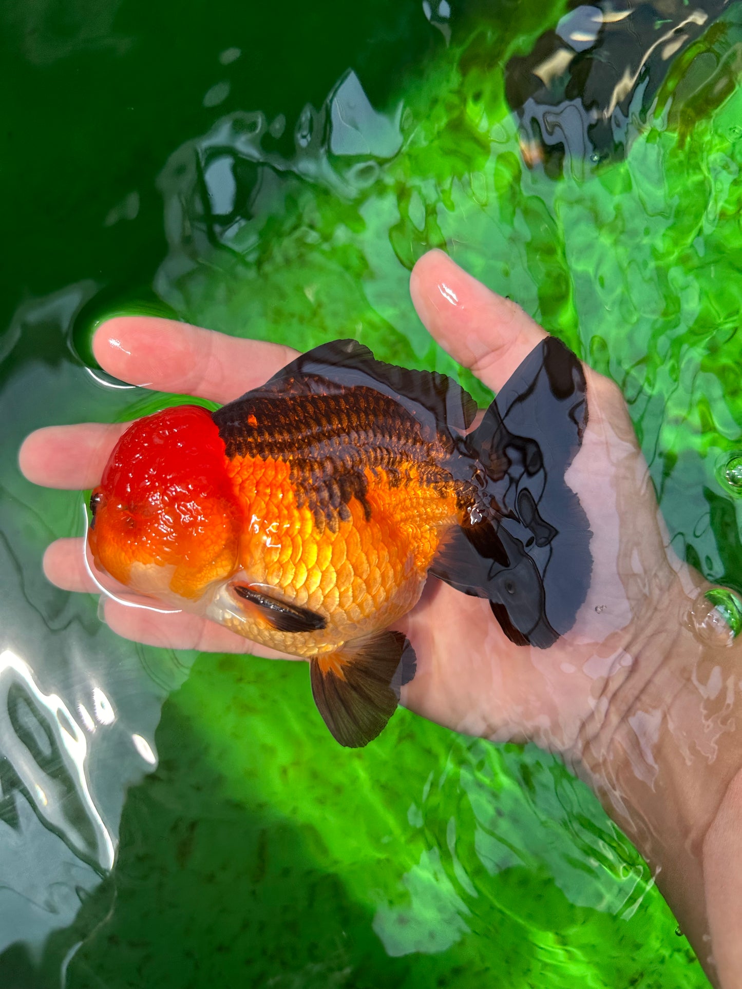 SHOW GRADE Apache Godzilla Yuanbao Male 4.5-5 inches #0614YB_01