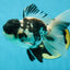Super Panda Oranda Male 5 inches #042525OR_06