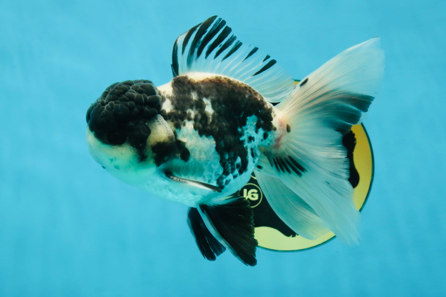 Super Panda Oranda Male 5 inches #042525OR_06