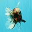 A Grade Real Calico Oranda Male 5.5 inches #062626OR_32