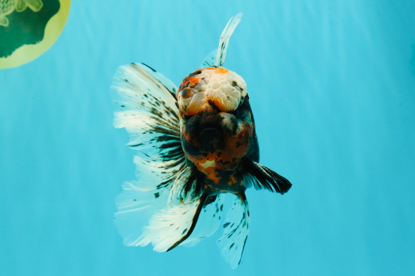 A Grade Real Calico Oranda Male 5.5 inches #062626OR_32