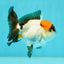 Tricolor Oranda Male 3.5 inches #102524OR_23