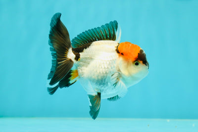 Tricolor Oranda Male 3.5 inches #102524OR_23