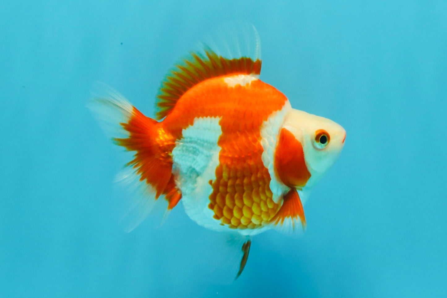 AAA Grade Red White Ryukin Female 4-4.5 inches #030626RK_16