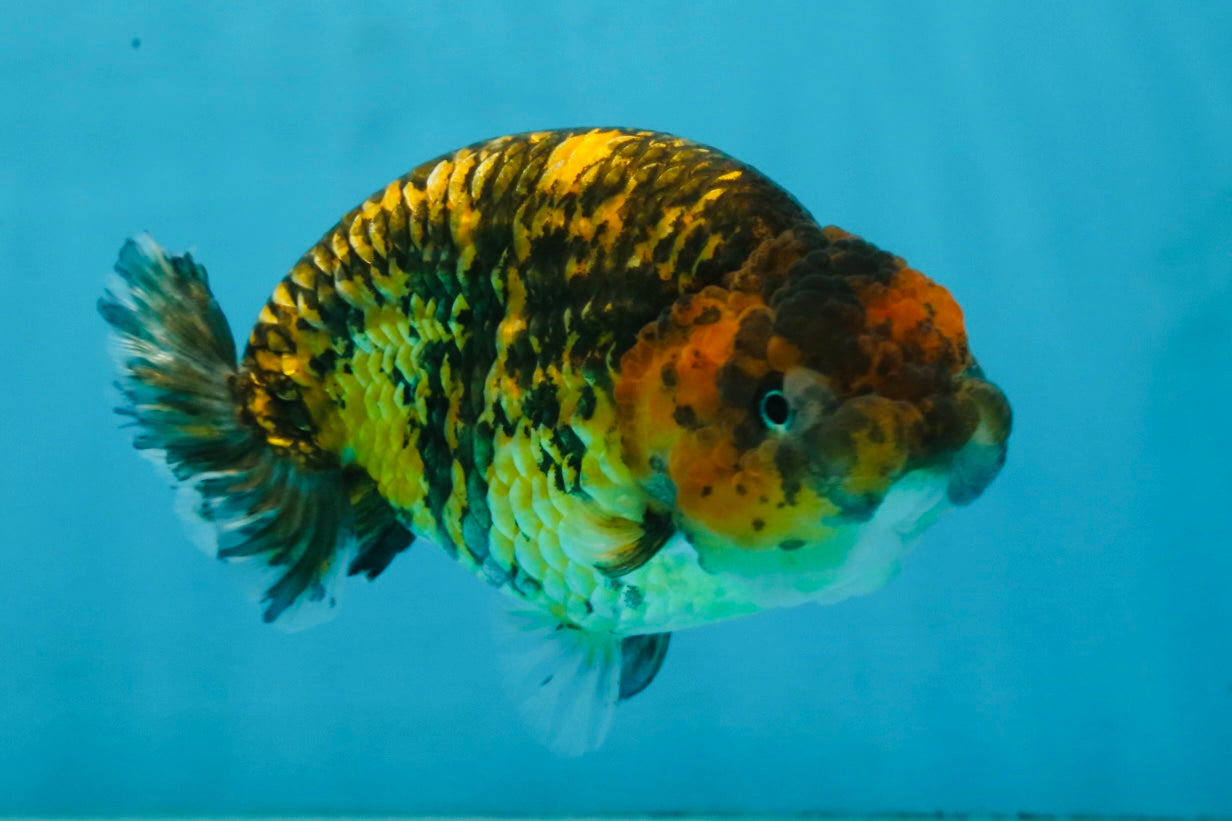 A Grade Tiger LionQueen 5 inches #101025LC_16