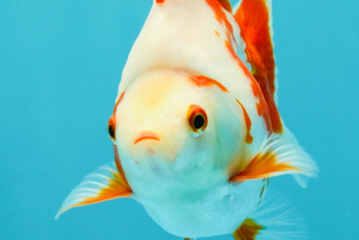 AAA Grade Red White Ryukin Female 4.5 inches #042426RK_02