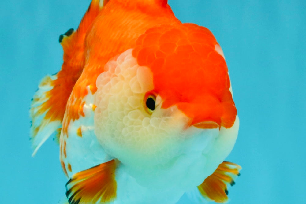 A Grade Red White Yuanbao Female 5.5 inches #031326YB_15