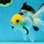 Adorable Lemonhead Button Eyes Oranda Male 4.5 inches #011725OR_01