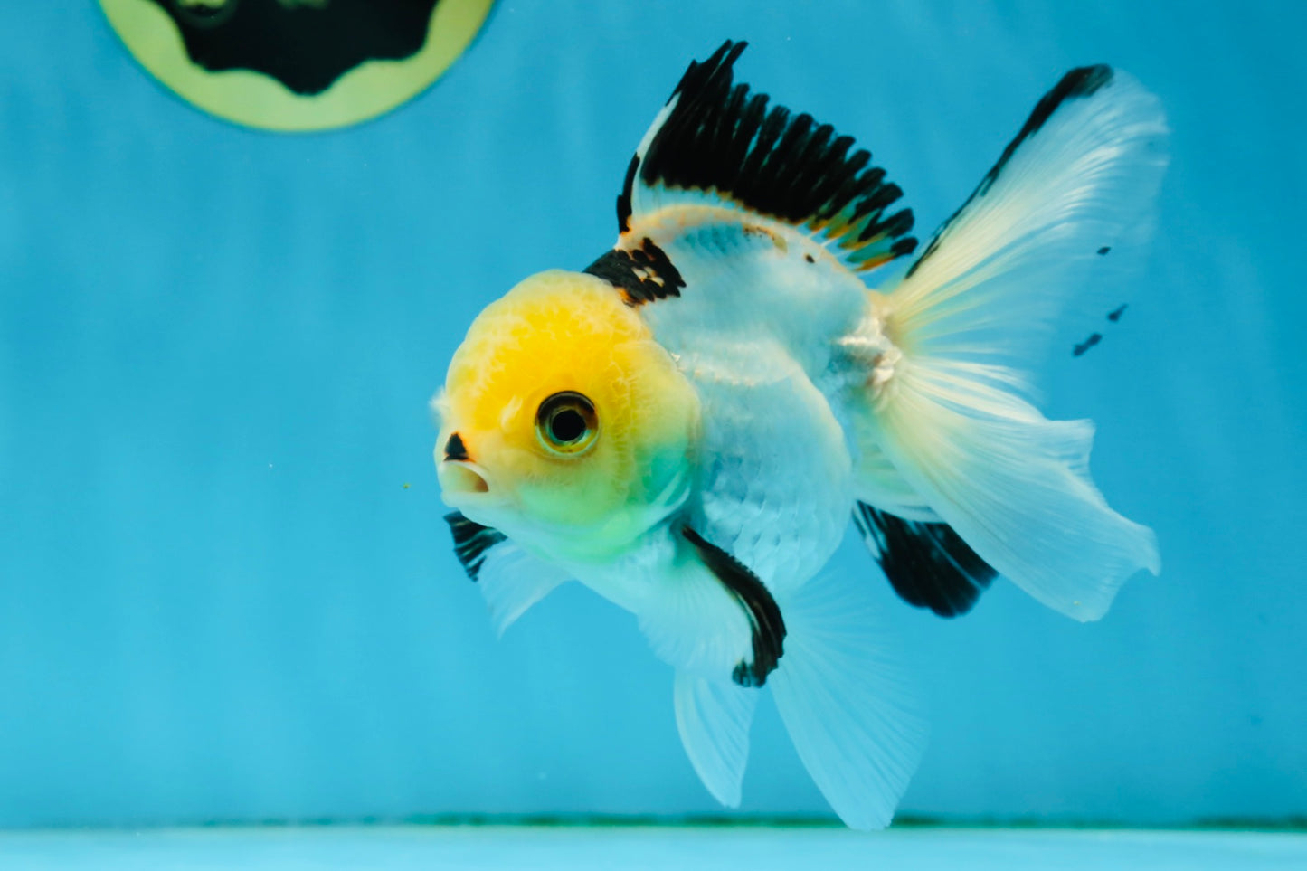 Adorable Lemonhead Button Eyes Oranda Male 4.5 inches #011725OR_01