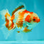 A Grade Red White Oranda Female 5.5  inches #070626OR_22