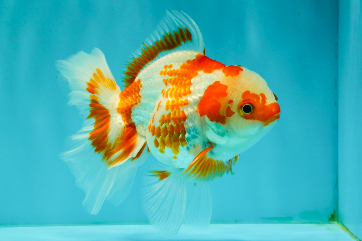 A Grade Red White Oranda Female 5.5  inches #070626OR_22
