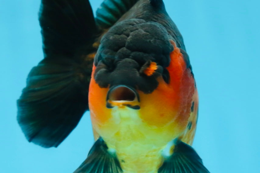 A Grade Apache Yuanbao Male 5 inches #101025YB_26